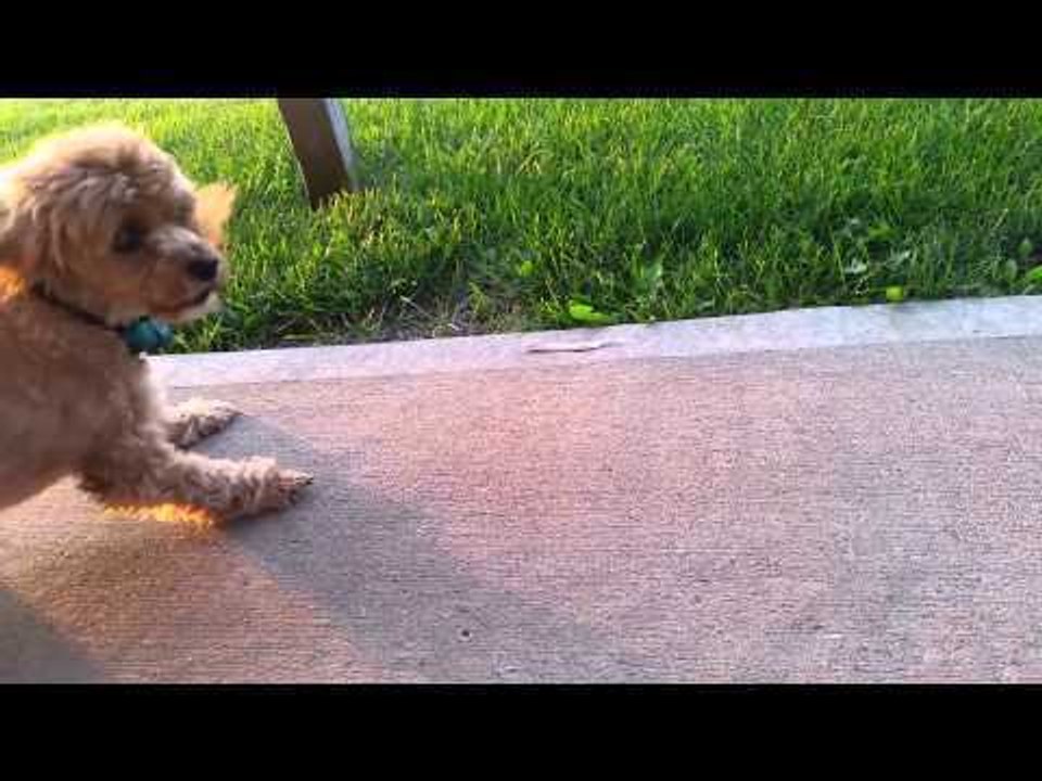 Kansas Dog Ruby Is Afraid of a Feather