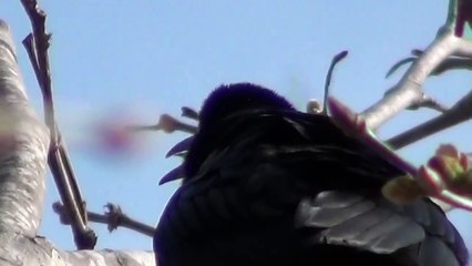 California Wildlife ---- Great-Tailed Grackle, vocalizing