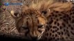 Cheetah attacked reporter. Cheetah attack the people / Animal Attacks on Human