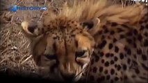 Cheetah attacked reporter. Cheetah attack the people / Animal Attacks on Human