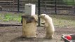 Funny behavior of polar bears in the zoo playing cardboard