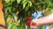 Harvesting Fresh Peaches From Tree - Harvest Peach Fruits When How To Tell Fruit Is Ripe Ready Video