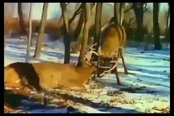 National Geographic Wild 2014 Amazing Discoveries of Unknown Species Animal Full Documenta