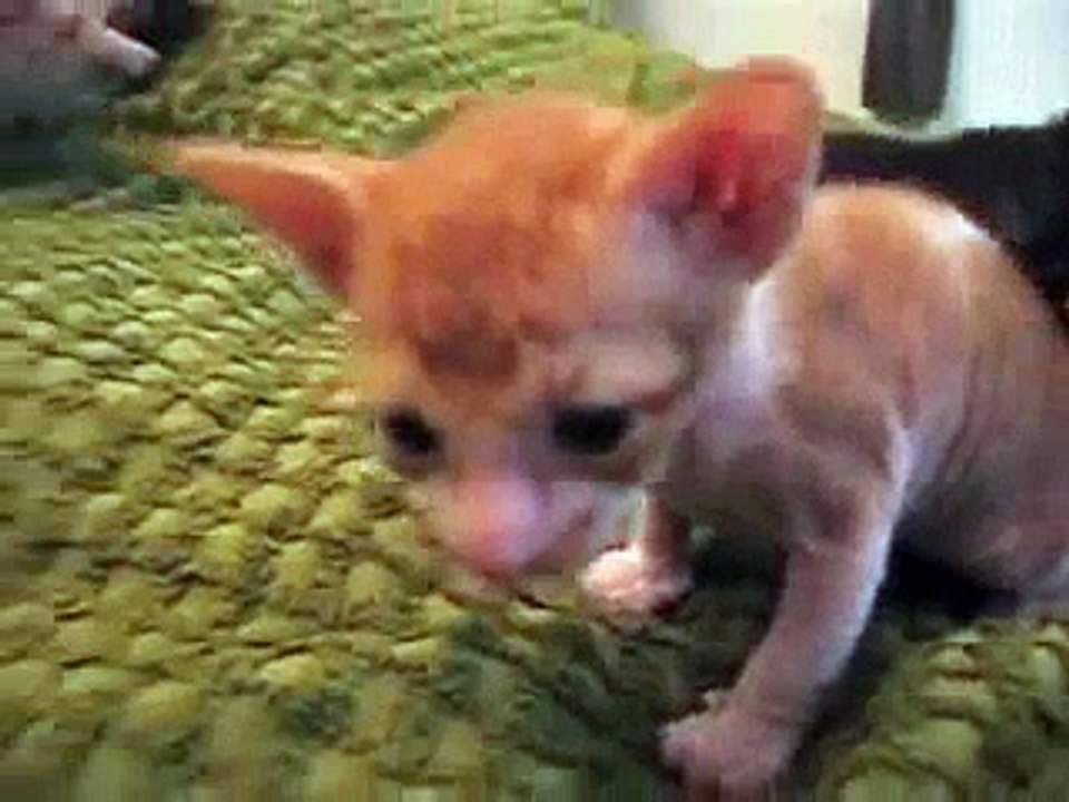 Metsäkansan Cornish Rex