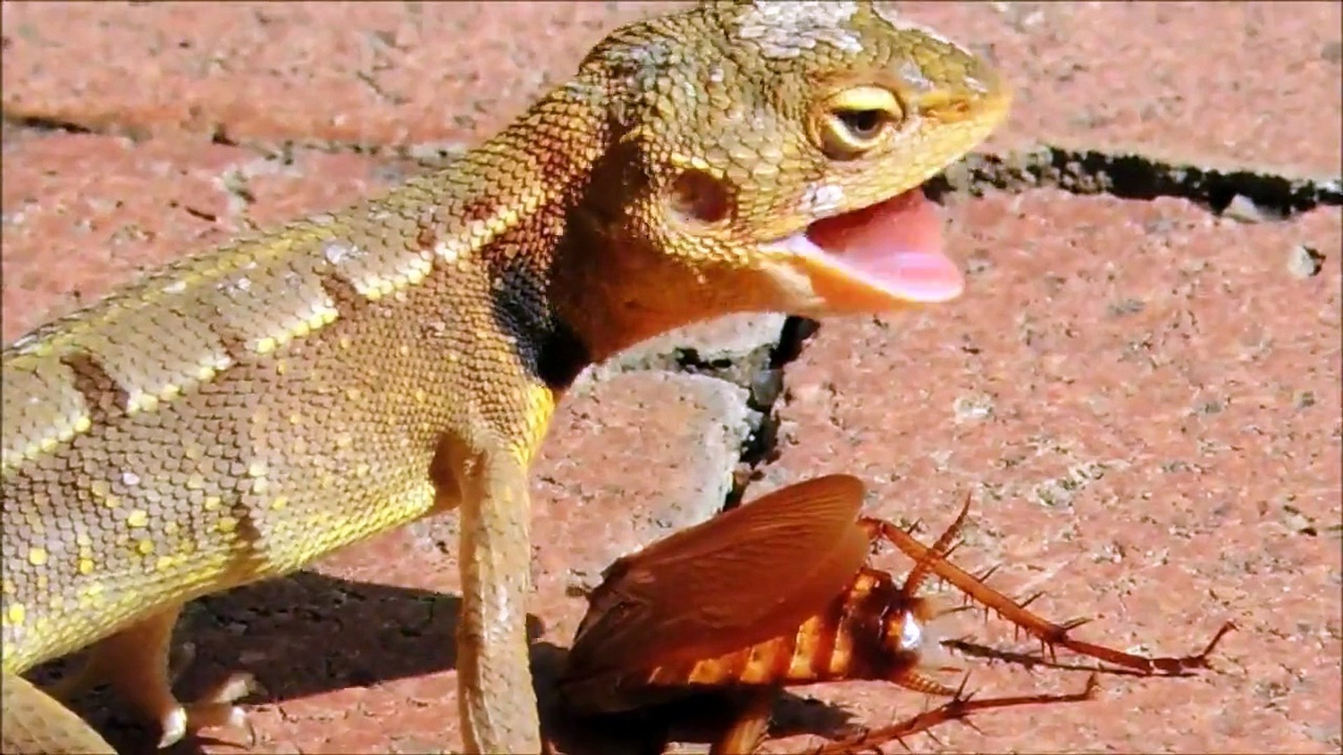 ⁣lizard vs cockroach