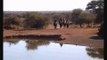 Pete's Pond:  Horseback Safari Rider's bring their horse's to the pond June 08, 2015