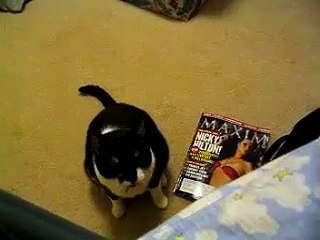 Cat That Plays Fetch with Coins