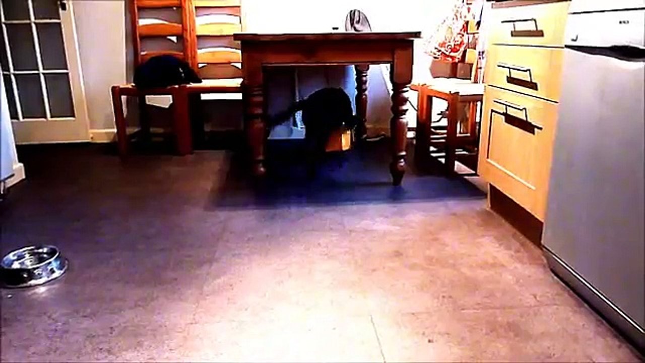 Dog Attacks Cobra (The Highlights)