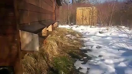 Bienen beim Reinungsflug 2015