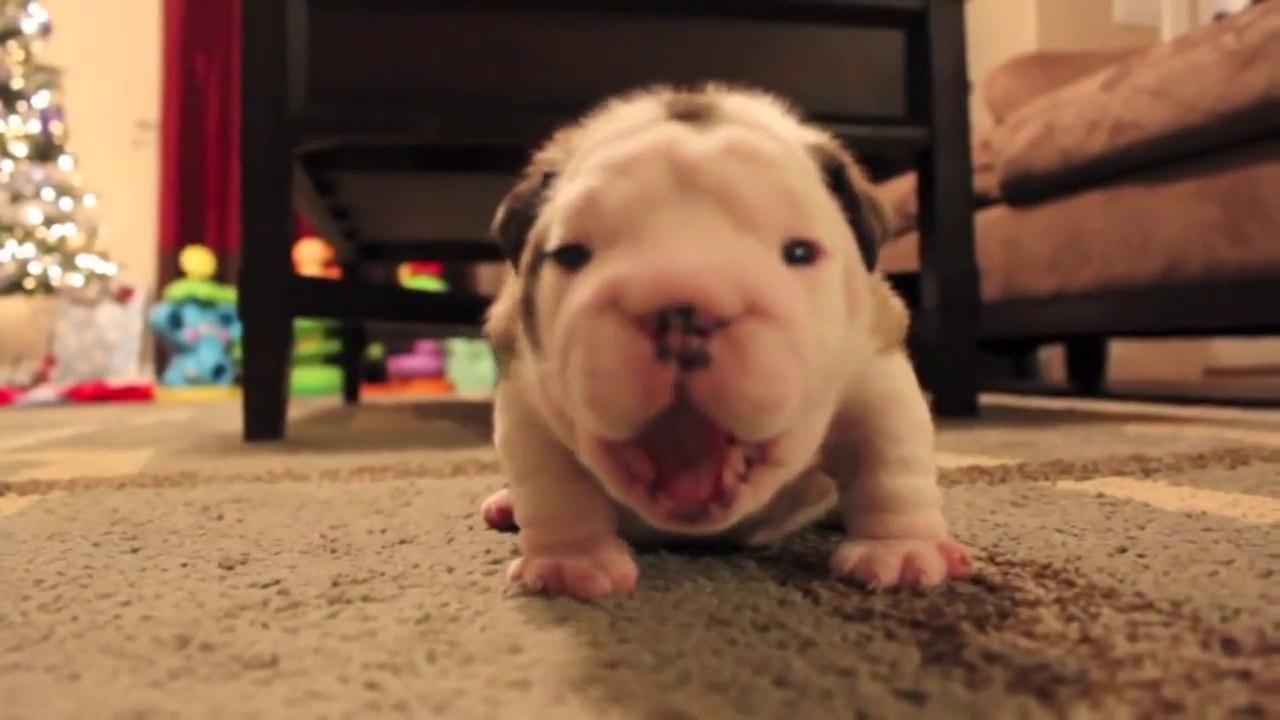 English Bulldog Puppy no puede caminar y se cabrea