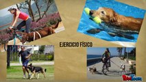 Tienes perros hiperactivos Aqui 7 consejos lo que debes hacer