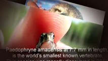 World's Smallest Animals