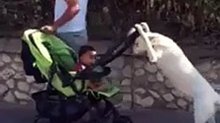 dog pushing baby stroller