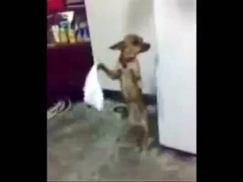 Armenian Dancing Dog super funny...