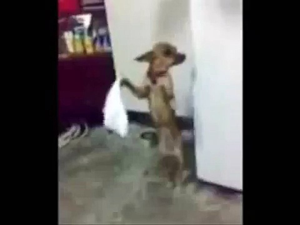 Armenian Dancing Dog super funny...