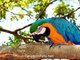 Pet Birds   Photos of Birds Kept as Pets   Bird Video   Bird Photos of Parrots - Pets Universe