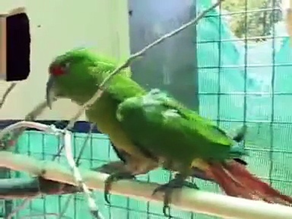 31 minutos - La nota verde 7: Tráfico de Animales