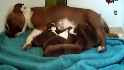 1ère vidéo des chiots de la 21ème portée de Staffordland