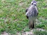 Bush Stone-Curlew making a disturbing hissing sound