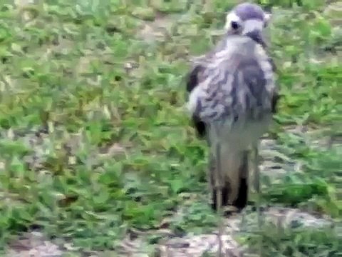Bush Stone-Curlew making a disturbing hissing sound