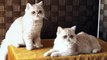 Exotic shorthair cream silver kittens