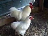 PAIR OF WHITE COCHIN BANTAM CHICKENS Oct 26 2008 - VID00002