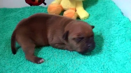 7ème vidéo du  chiot n°5 Mâle de la 21ème portée de Staffordland