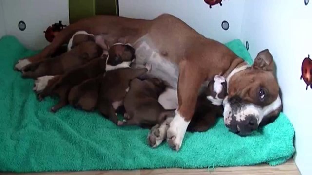 10ème vidéo des chiots staffies de la 21ème portée de Staffordland