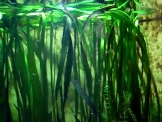 Many Axolotl in a fish tank @ Aquazoo [26/48]