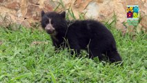 Zoológico de Cali | Bebé oso de anteojos - Manoba