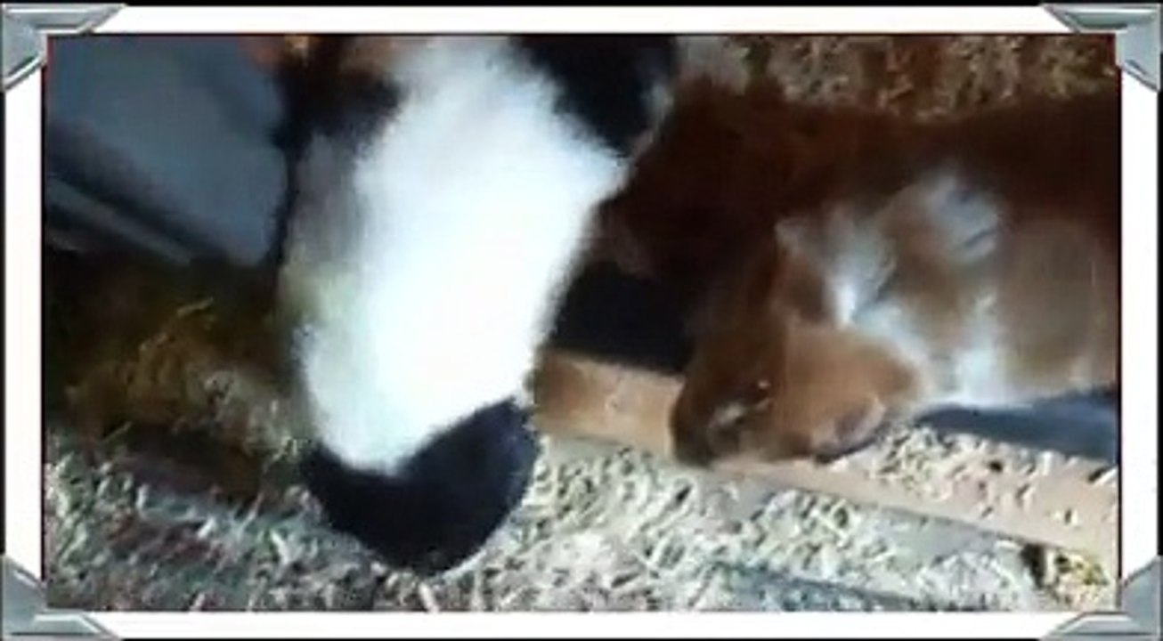 Cute White Rough Coat Tri Collie Puppy ~ Stirling Collies