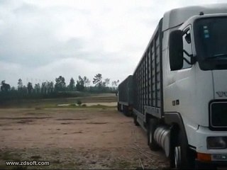 amazing birds indipandance fly