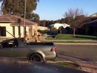 Wild Kangaroo Street Fight - Funny Animal Voiceover