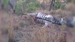 Un zèbre mort explose à la tête d'un léopard, couvert de sang