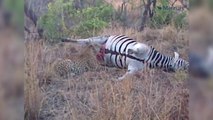 Un zèbre mort explose à la tête d'un léopard, couvert de sang
