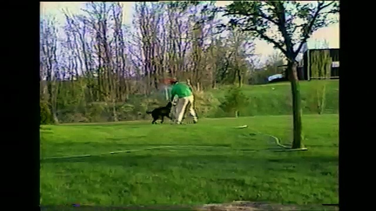 Ce chien attaque son maître avec le tuyau d'arrosage