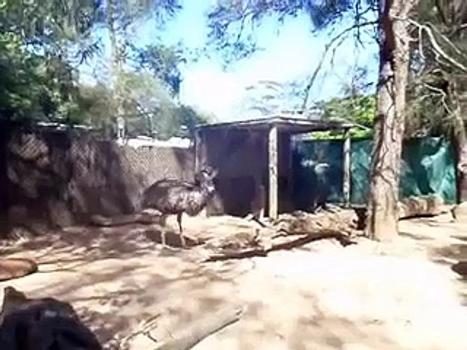 Drole de Bete, Strange Animal