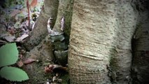 Impressionnant Lucane Cerf-Volant ou lucanus cervus