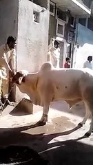 VID-20150703-WA0001.mp4