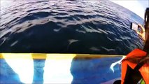 Avistamiento ballenas en Puerto San Carlos, Constitucion, La Paz, Baja California Sur