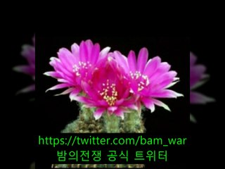평택핸플 라이《 밤워 》〔청룡노포핸플  ぅ 창동핸플〕