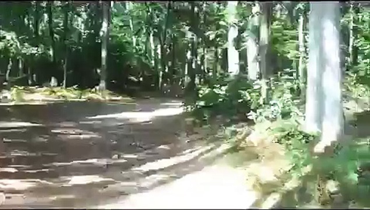 Strange sounds heard in the woods (WTF?)