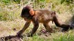 Baby Monkeys at Trentham Monkey Forest