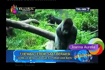 On The Spot   7 Hewan Cerdik Saat Beraksi 7 Animal Cleverly When ACTION
