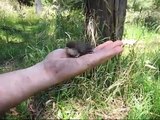 Baby Blue Wren Saved from drowning