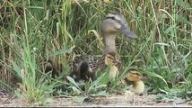 Как полицейские спасли утят . As police rescued ducklings.