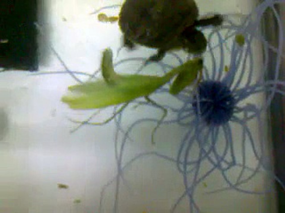 Tortuga vs Mantis Religiosa