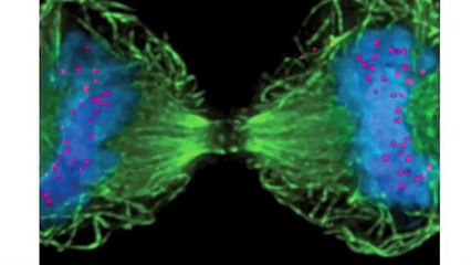 Mitosis vs. Meiosis