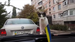 Cat gets spooked by windshield wipers