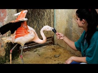 World’s first flamingo to have a prosthetic leg learns to walk